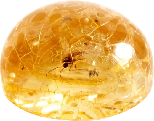 琥珀 Amber