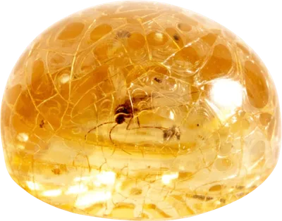 琥珀 Amber